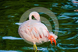 Cute pink flamingos in water at local park