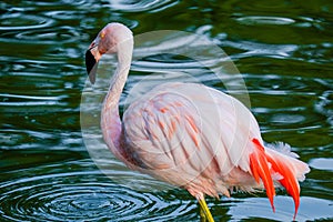 Cute pink flamingos in water at local park