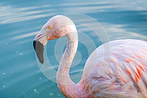 Cute pink flamingos in water at local park