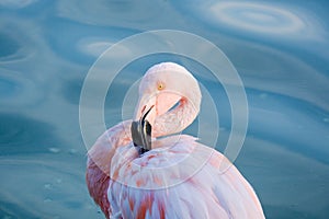 Cute pink flamingos in water at local park