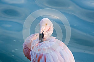 Cute pink flamingos in water at local park