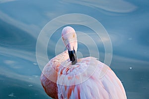 Cute pink flamingos in water at local park