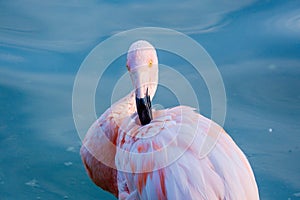 Cute pink flamingos in water at local park