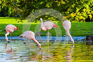Cute pink flamingos in water at local park