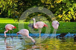 Cute pink flamingos in water at local park