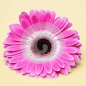 Cute pink flower on umber background