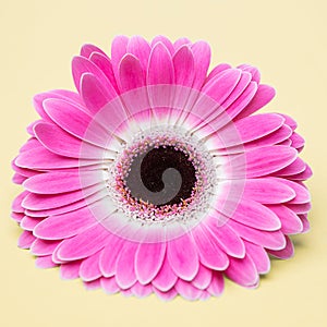 Cute pink flower on umber background photo