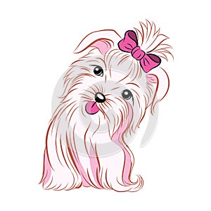 Cute pink girl dog showing her tongue