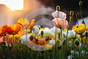Cute pink Iceland Poppy flower in gold color sunrise light with others various vivid color flowers