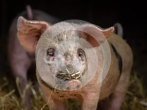 Cute pink pig in a barn