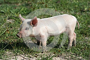 Cute Pink Piglet