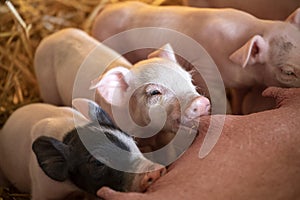 Cute pink piglets drinking from mother pig, teat in mouth