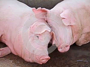Cute pink pigs