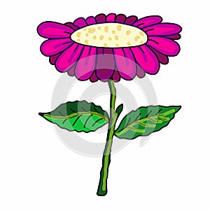 Cute pink purple flower and illustration drawing and drawing illustration white background