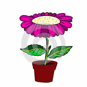 Cute pink purple flower and pot illustration drawing and drawing illustration white background