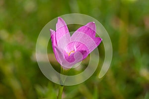 Cute pink small romantic flower ine bud with blur green background macro