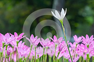 Cute pink small romantic flowers with one white bud on blur green background macro