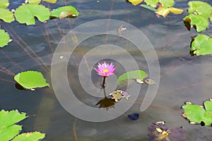 Cute pink water lily close up view. Dark lake water and green leaves. Gorgeous natural background