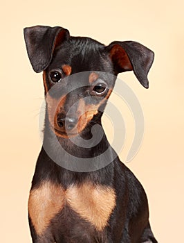 Cute pinscher dog