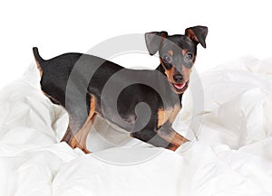 Cute pinscher dog