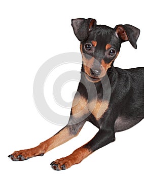 Cute pinscher dog