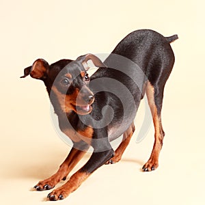 Cute pinscher dog