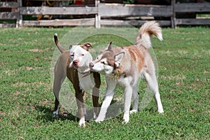 Cute pit bull terrier puppy and siberian husky puppy are playing on a green grass in the summer park. Pet animals