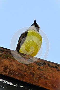 A cute Pitangus sulphuratus looking at the sky from the roof