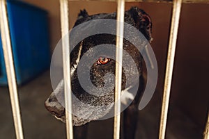 cute pitbul dog in shelter cage with sad crying eyes and pointing nose, emotional moment, adopt me concept, space for text