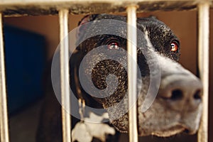 cute pitbul dog in shelter cage with sad crying eyes and pointing nose, emotional moment, adopt me concept, space for text