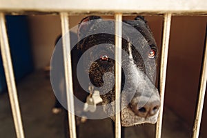 cute pitbul dog in shelter cage with sad crying eyes and pointing nose, emotional moment, adopt me concept, space for text