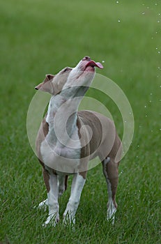 Cute Pitbull catching water droplets with tongue