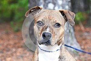 Cute Pitbull hound mix breed dog adoption rescue photo