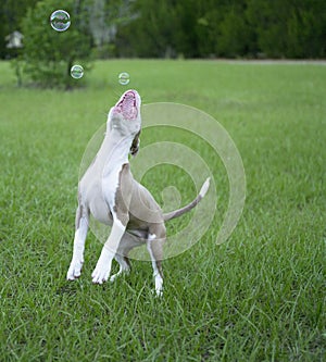 Cute Pitbull playing with bubbles