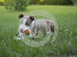 Cute Pitbull playing with her ball