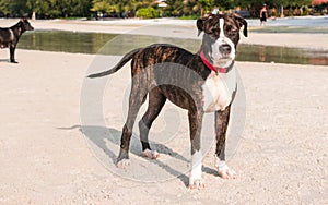 A cute Pittbull Terrier is playing at the beach