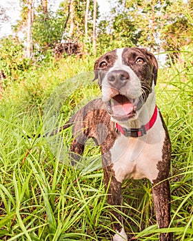 A cute Pittbull Terrier is playing in the forest