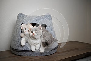 Cute playful british shorthair kittens in overcrowded pet cave