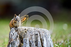 A cute and playful chipmunk running, jumping, sitting and eating on an old tree trunk in E.C. Manning Park, British Columbia