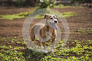 Cute playful dog in a field on a sunny day