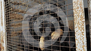 Cute and playful German Shepherd puppies in the shelter kennel are sitting in the open-air cage. Breeding purebred dogs