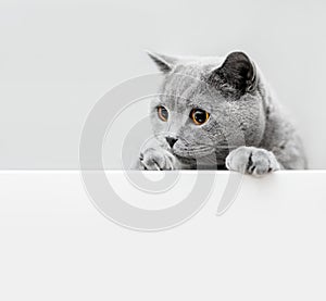 Cute playful grey cat leaning out