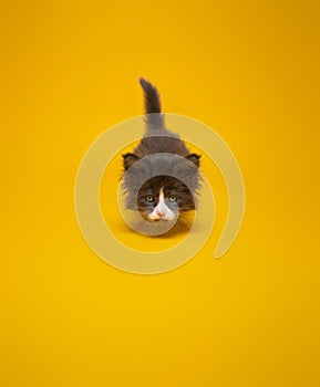 cute playful kitten hunting on yellow background with copy space