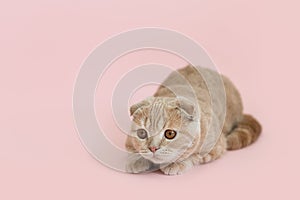 Cute playful kitten on pink background. Side view, copy space