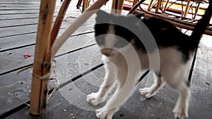 Cute playful kitten is running to a camera.