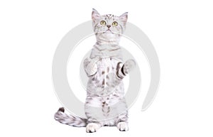 Cute playful kitten scottish straight standing on hind legs