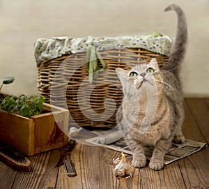 Cute playful kitten on a wooden floor near the basket with a harvest in the country