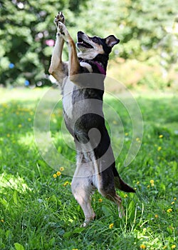 Cute playful mongrel dog stands on its hind legs in a city park