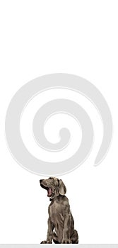 Cute playful puppy of Weimaraner dog posing isolated over white background.