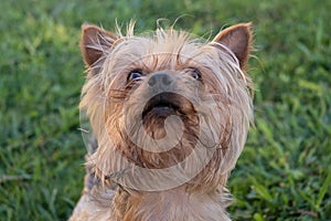 Cute playful Yorkshire Terrier dog, looking up eagerly